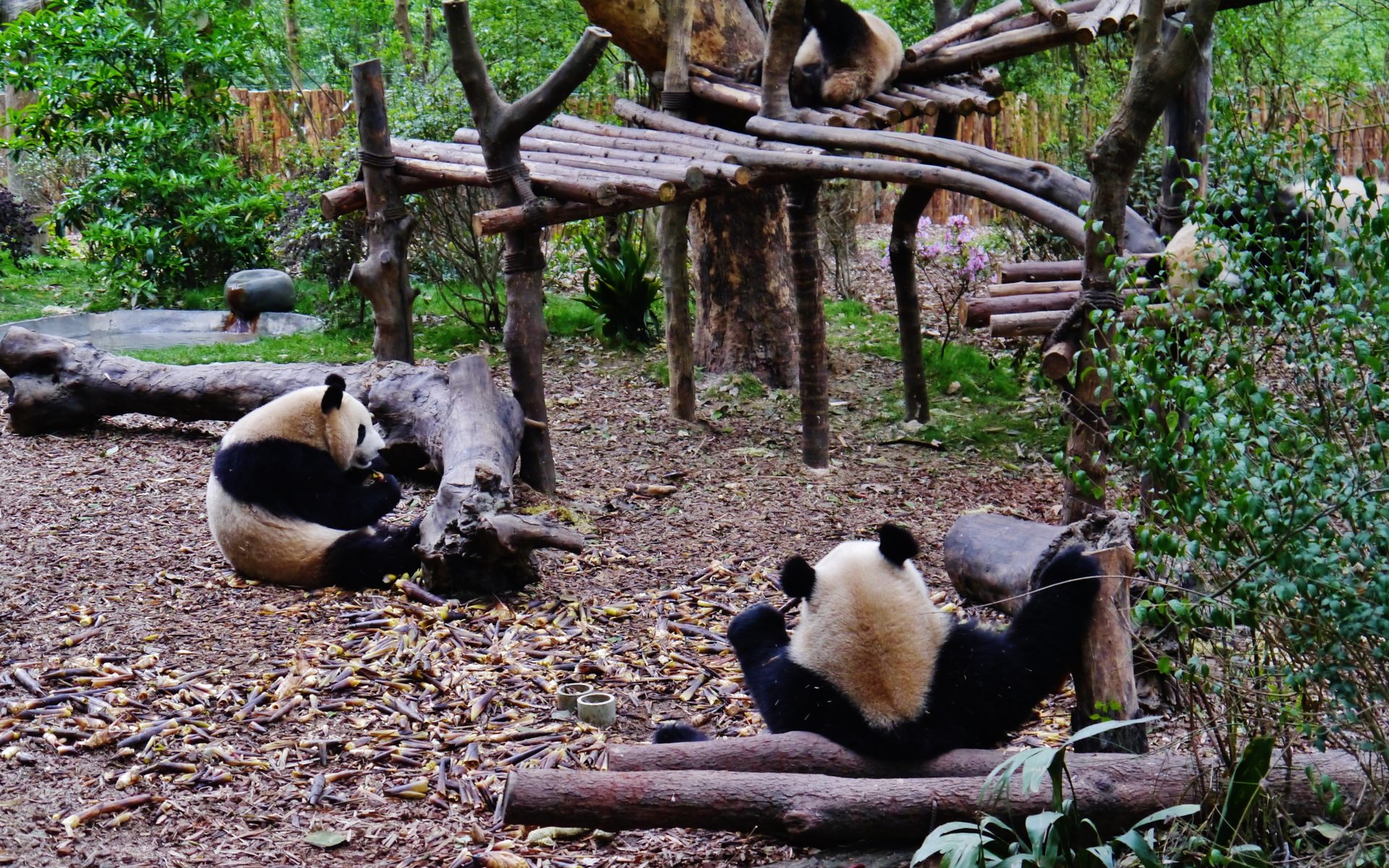 Two giant pandas in a leafy enclosure at the Chengdu Panda Reserve Base, one chewing bamboo — Photo: Zairon / CC BY-SA 4.0 via Wikimedia Commons