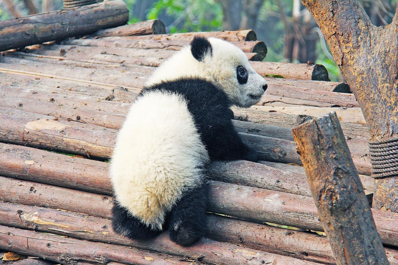 A giant panda at the Chengdu Research Base