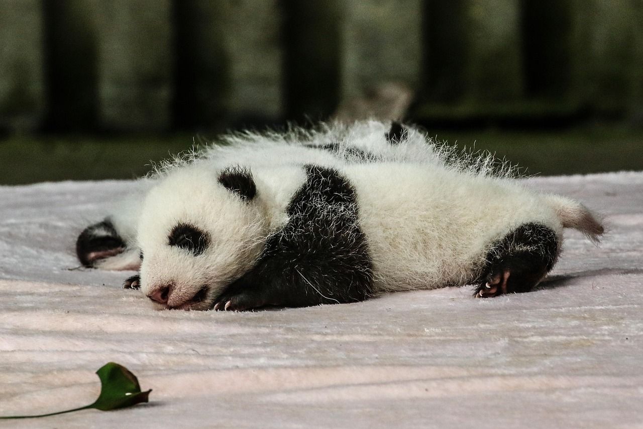 A young giant panda — mornings are when the base is most active